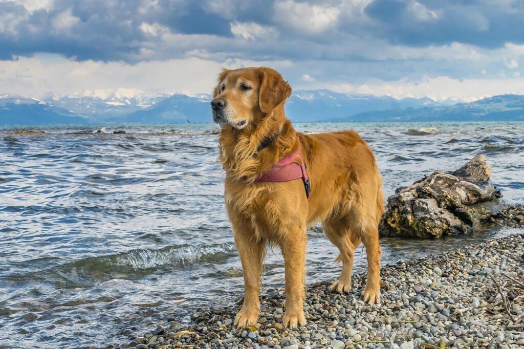 호수 앞 자갈 밭에 서 있는 금빛 털을 가진 골든 리트리버(Golden Retriever)