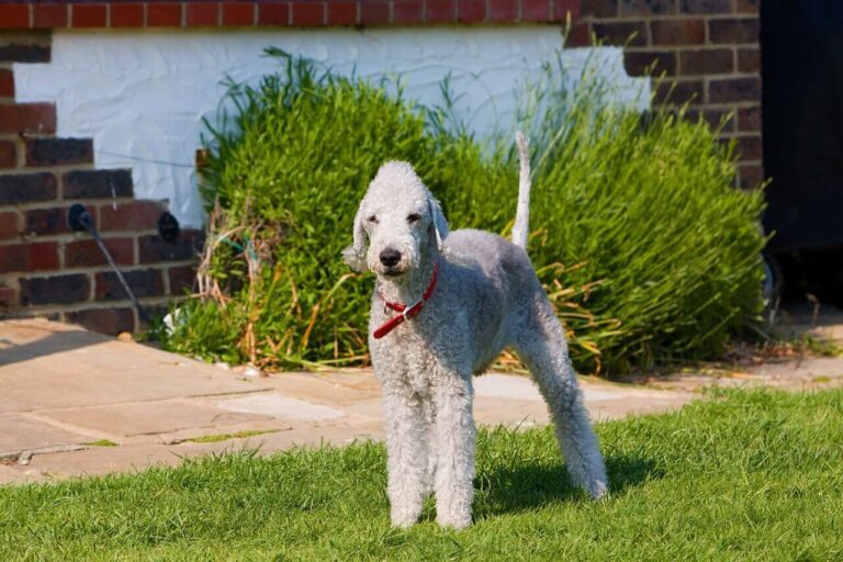녹색 잔디밭에 서서 정면을 응시하고 있는 밝은 회색의 베들링턴 테리어(Bedlington Terrier)