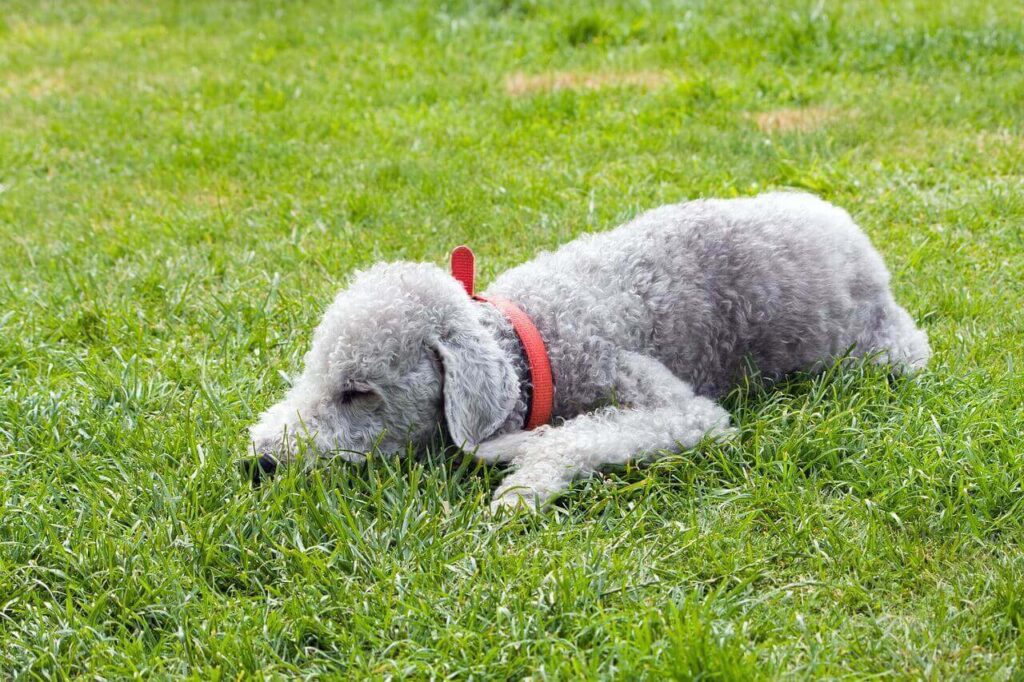 녹색 잔디밭에 엎드려 자고 있는 빨간색 목줄을 한 베들링턴 테리어(Bedlington Terrier)