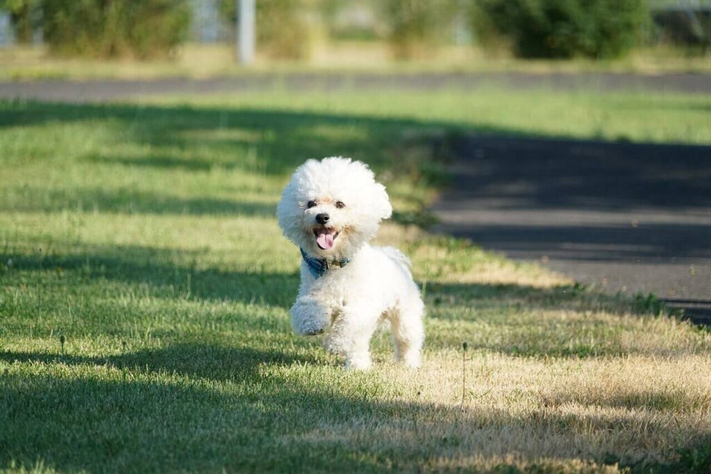 녹색 잔디밭에서 혀를 내밀고 뛰고 있는 흰색 비숑 프리제(Bichon Frise)