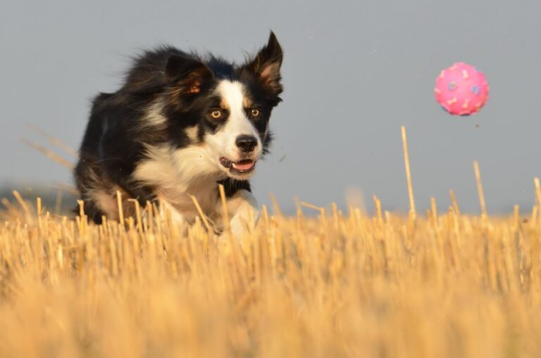 황급 빛 벌판에서 분홍색 공을 쫓고 있는 검정색 보더 콜리(Border Collie)