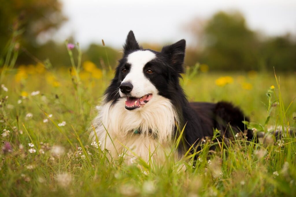 연두색 벌판에 엎드려 정면을 응시하고 있는 검정색 보더 콜리(Border Collie)