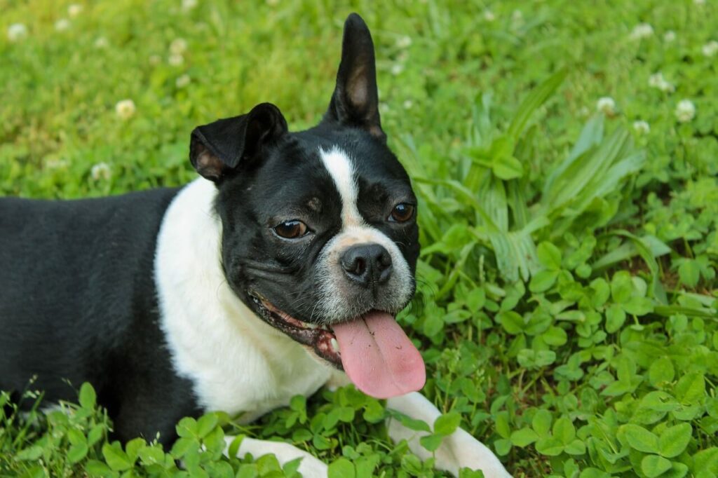 풀밭에 엎드려 혀를 내밀고 정면을 응시하고 있는 검정색이 많은 보스턴 테리어(Boston Terrier)