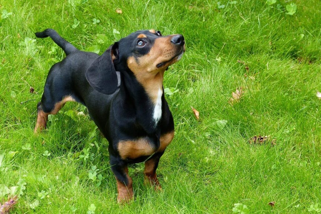 검정색 닥스훈트(Dachshund)가 녹색 풀밭에 서서 위를 바라보고 있는 모습