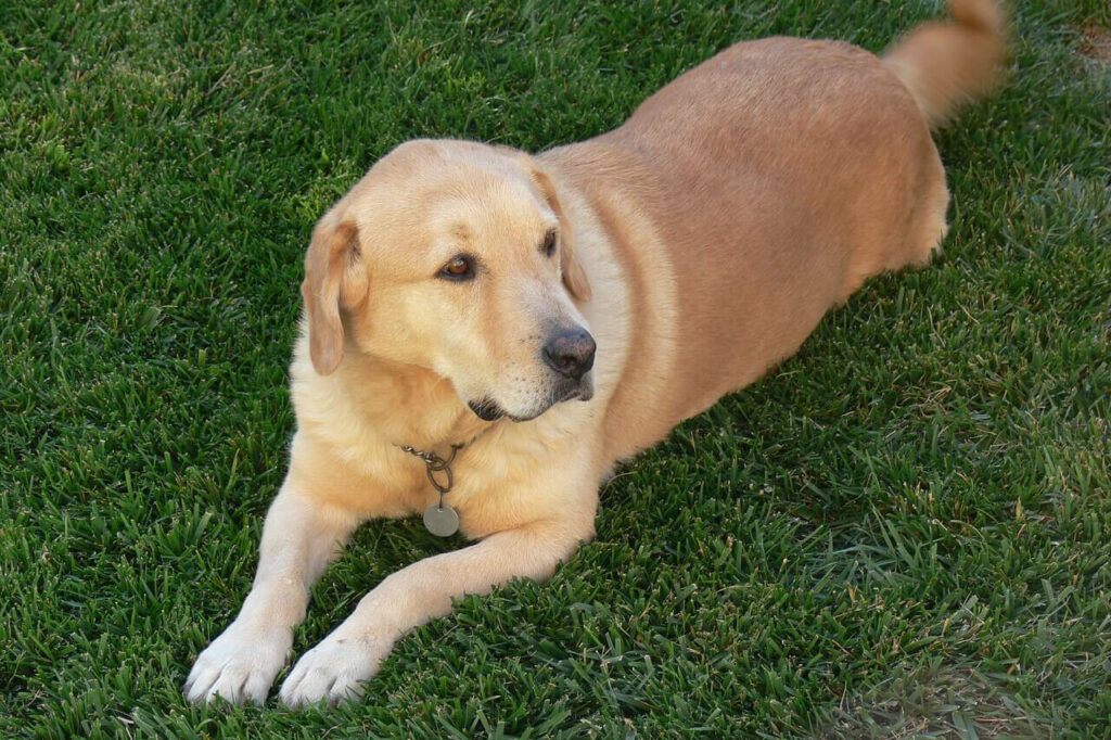 노란색 래브라도 리트리버(Labrador Retriver)가 짙은 녹색 잔디밭에 엎드려 고개 들고 왼쪽을 바라보는 모습