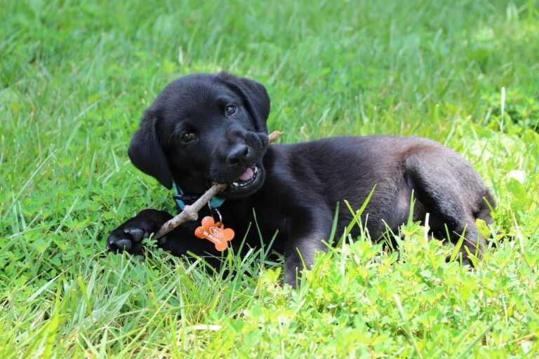 검정색 래브라도 리트리버(Labrador Retriver)가 녹색 잔디밭에 엎드려 나뭇가지를 물며 노는 모습