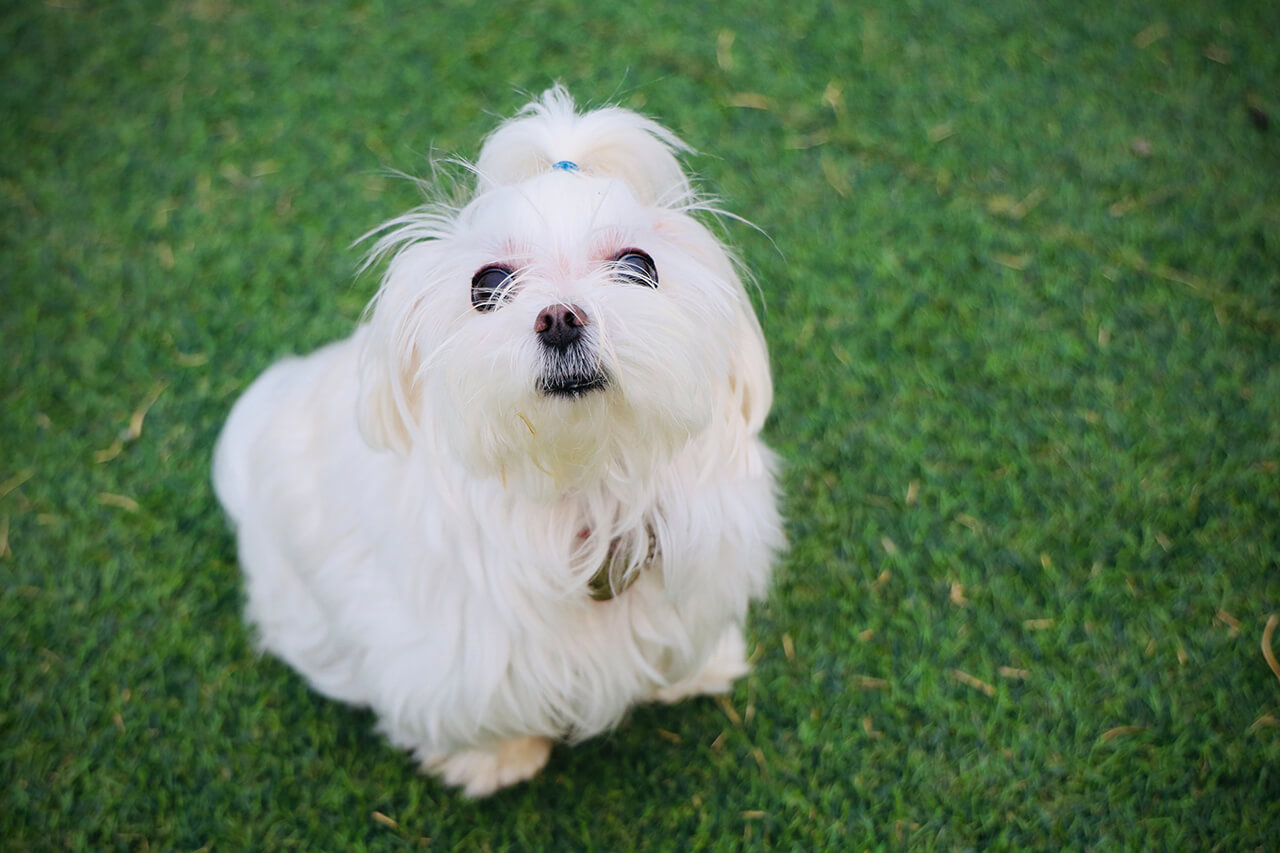 녹색 잔디밭에 앉아 위를 쳐다보고 있는 흰색 말티즈(Maltese)