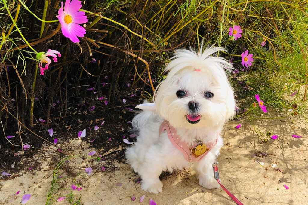 코스모스 앞에서 분홍색 하네스를 차고 혀를 내밀고 있는 흰색 말티즈(Maltese)