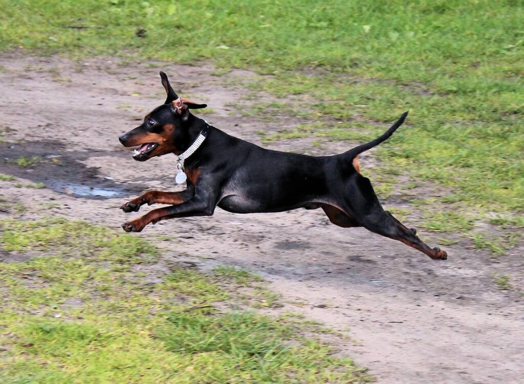 녹색 잔디밭에서 달리고 있는 검정색 미니어처 핀셔(Miniature Pinscher)