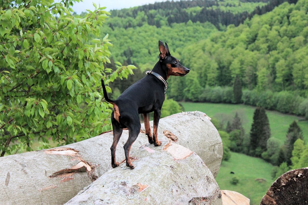 통나무 더미 위에 서서 푸른 산을 바라보고 있는 검은색 미니어처 핀셔(Miniature Pinscher)