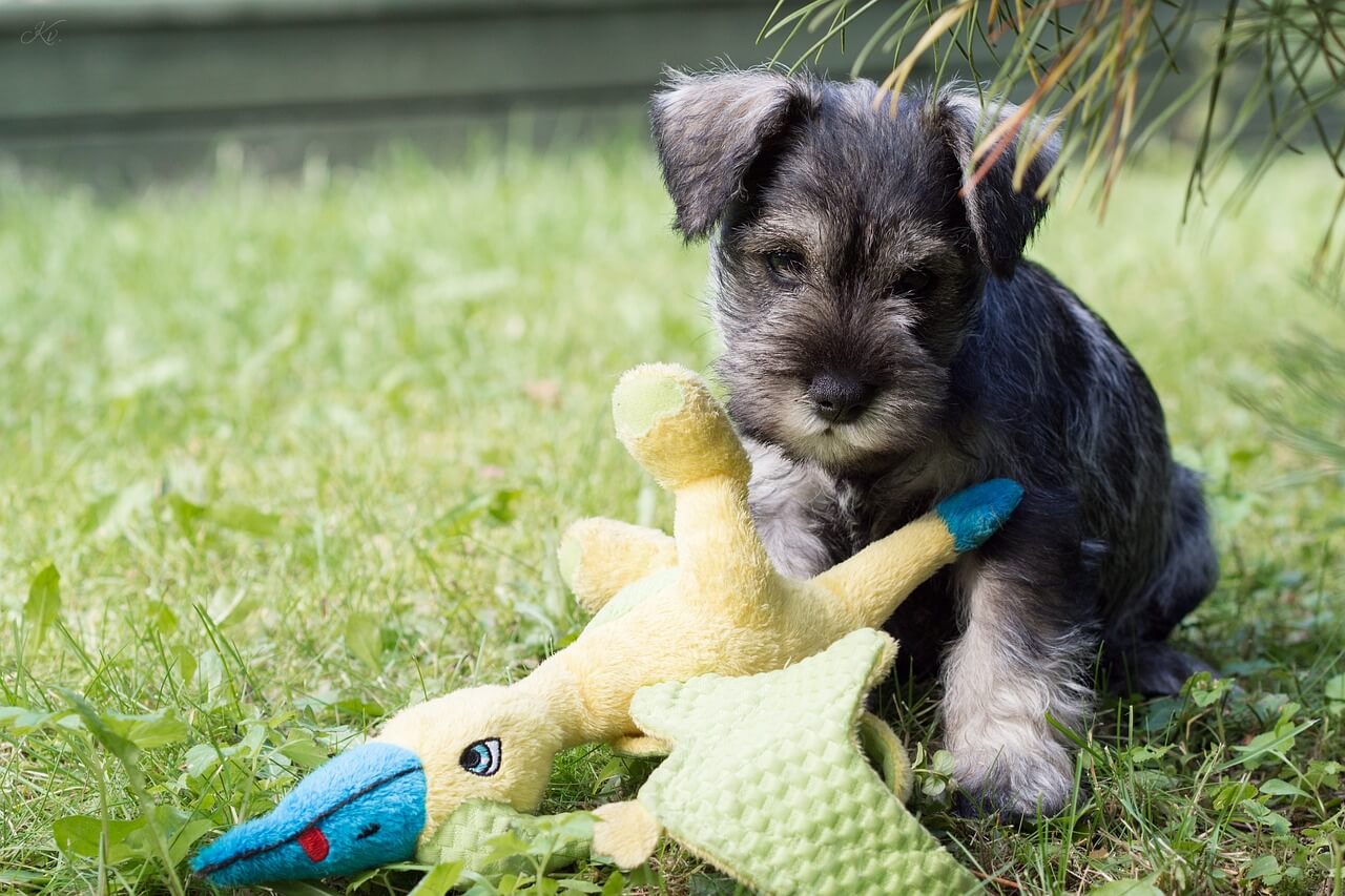 잔디 위에서 노란 새 형태의 인형을 가지고 노는 검은색 미니어처 슈나우저(Miniature Schnauzer)