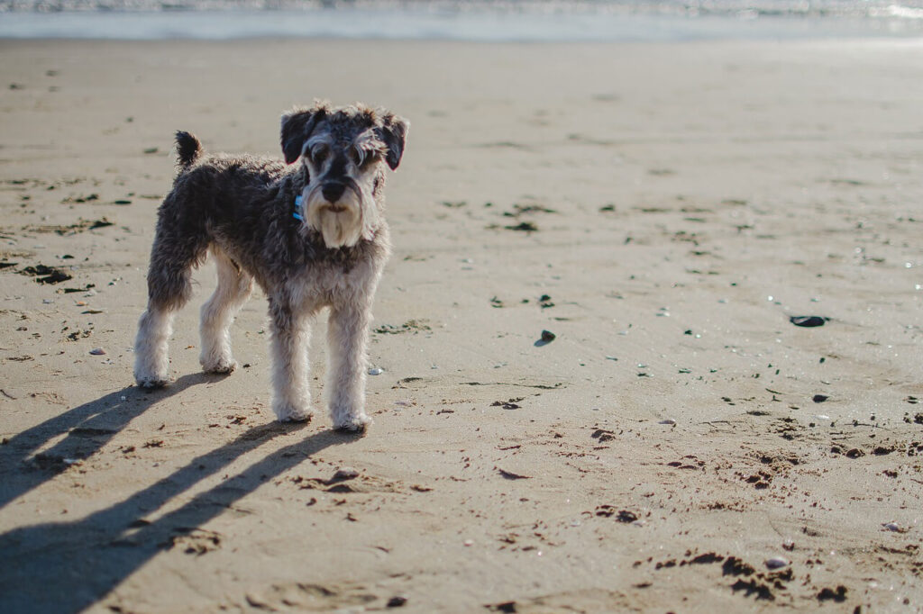 젖은 모래사장에 서서 정면을 응시하고 있는 검은색 미니어처 슈나우저(Miniature Schnauzer)