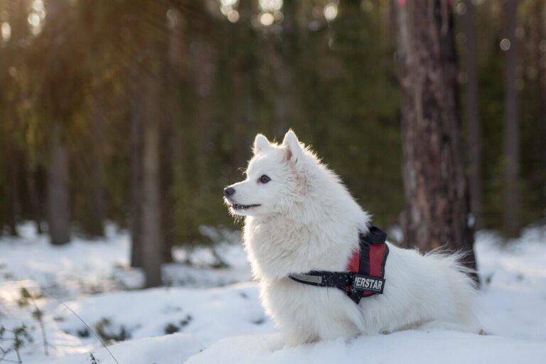 하얀 눈밭에 엎드려 정면을 응시하고 있는 빨간색 하네스를 착용한 흰색 사모예드(Samoyed)