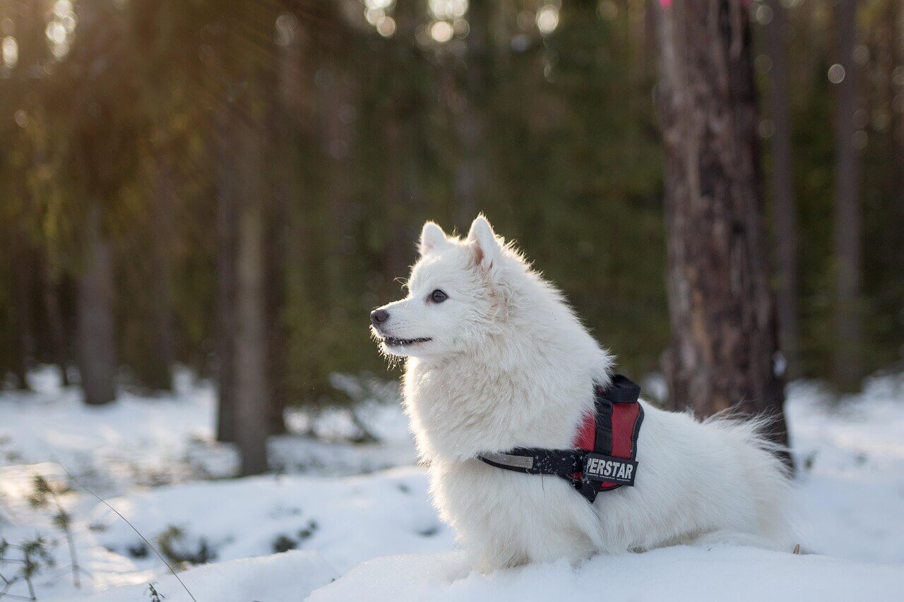 하얀 눈밭에 엎드려 정면을 응시하고 있는 빨간색 하네스를 착용한 흰색 사모예드(Samoyed)
