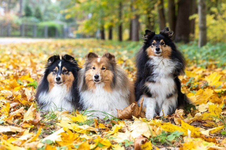 노란 낙엽 위에 앉아있는 다양한 색을 가진 3마리의 셰틀랜드 쉽독(Shetland Sheepdog)