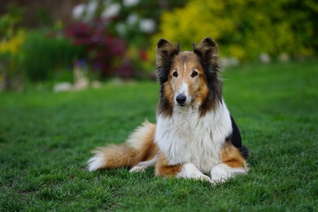 녹색 잔디밭에 엎드려 정면을 응시하고 있는 셰틀랜드 쉽독(Shetland Sheepdog)