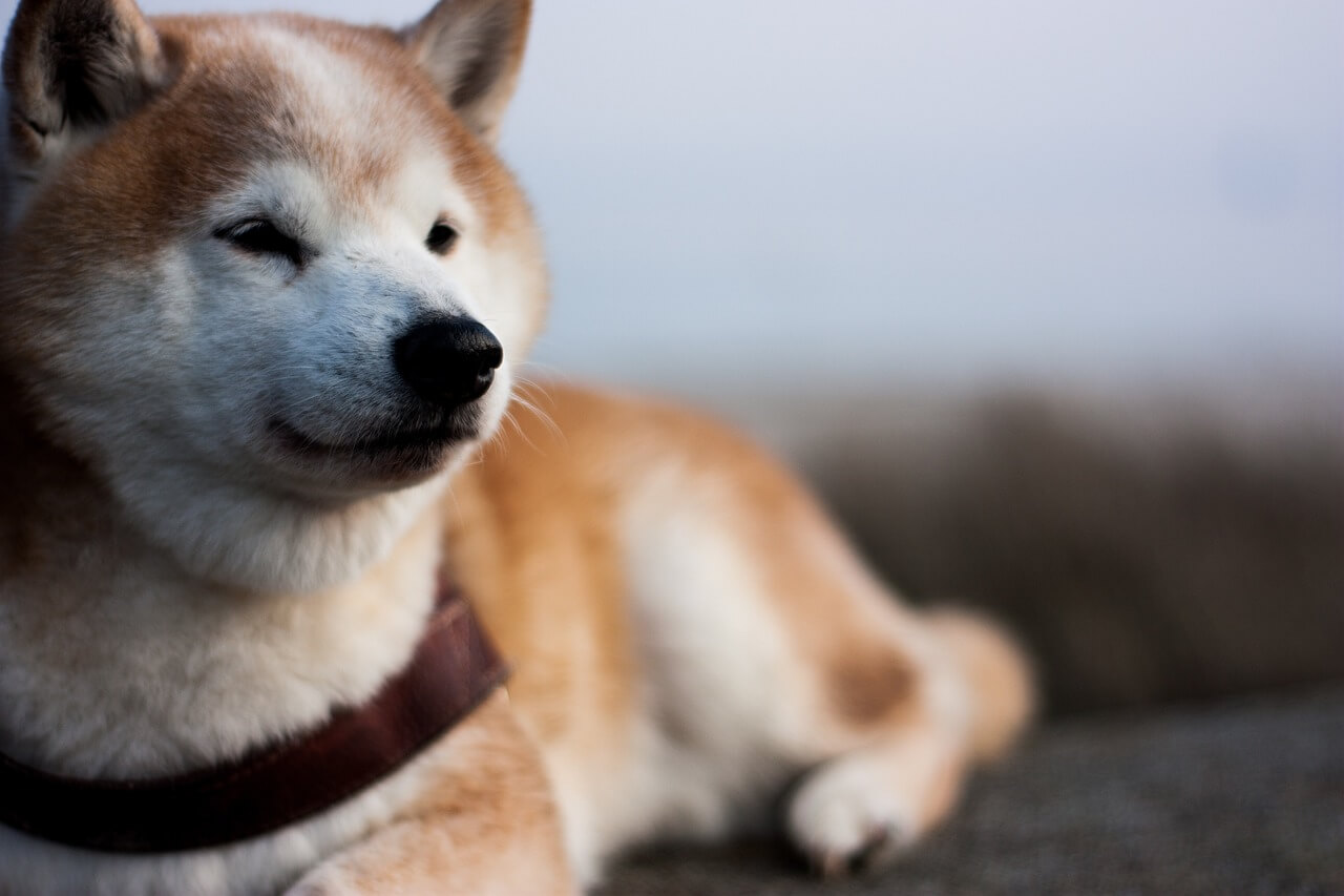 어딘가에 엎드려 대각선 방향을 응시하고 있는 붉은 색과 흰색 털이 섞인 시바 이누(Shiba Inu)