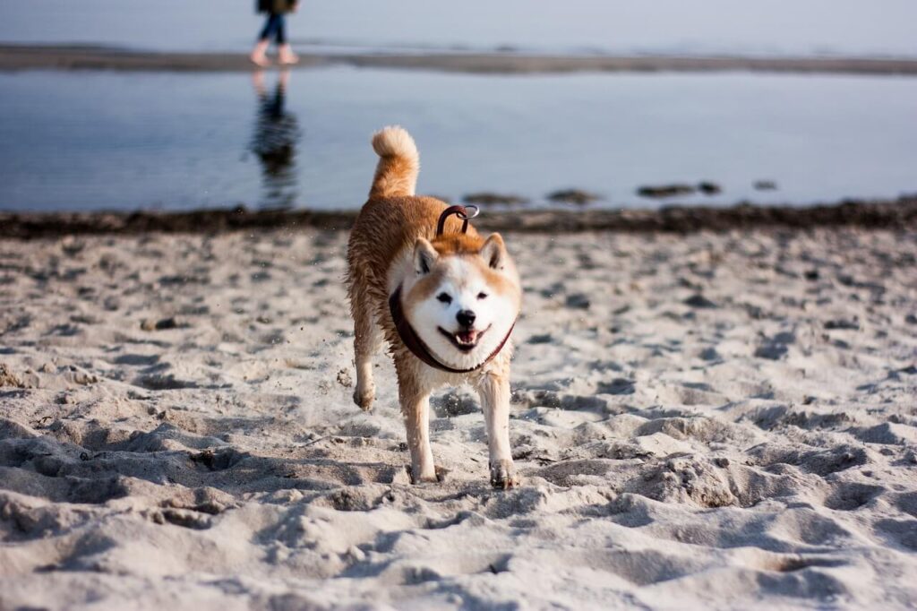 해변 모래사장에 서있는 붉은색과 흰색 털이 섞인 시바 이누(Shiba Inu)