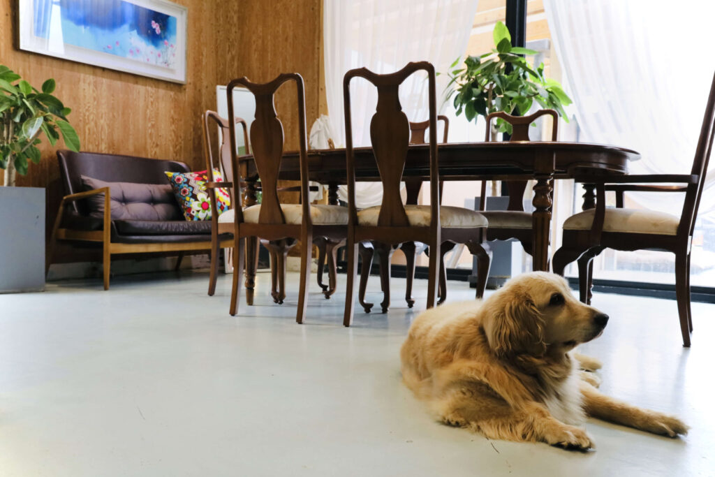 반려동물 동반 카페 릴869의 실내 바닥에 5인 테이블을 등지고 엎드려 있는 골든 리트리버