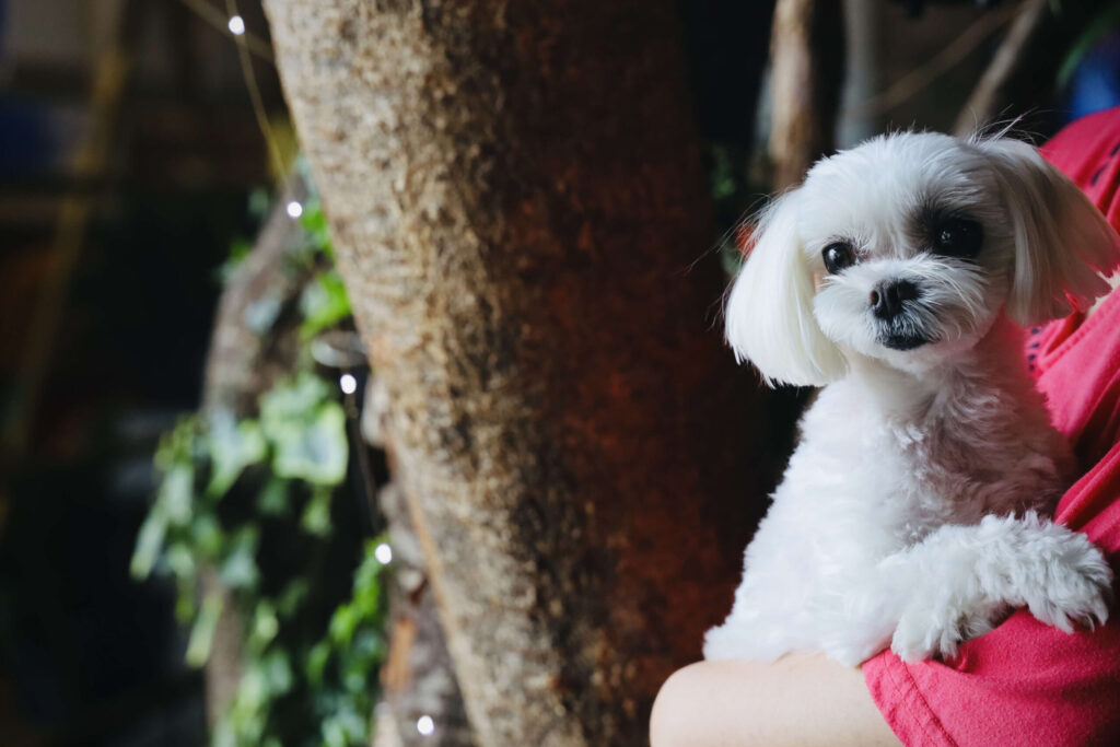 나무 기둥 앞에서 붉은 색 옷 입은 사람에게 안겨 있는 흰색 말티즈