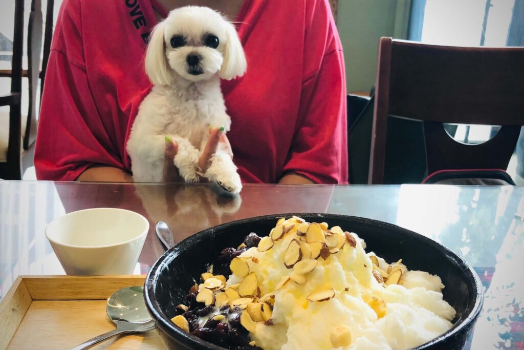 빨강색 옷을 입은 사람에게 안겨 있는 흰색 말티즈와 그 앞에 놓여 있는 팥빙수