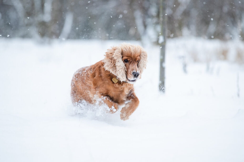 눈이 오는 하얀 눈밭에서 뛰어노는 노란색 아메리칸 코커 스파니엘(American Cocker Spaniel)