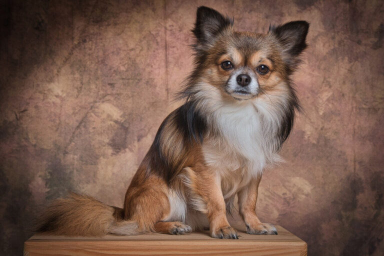 갈색 벽 앞 테이블에 앉아 카메라를 보고 있는 황갈색의 치와와 (Chihuahua)