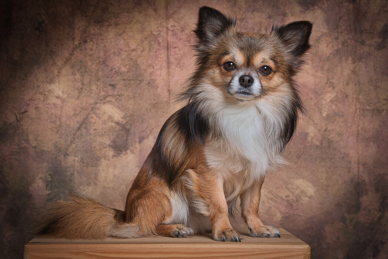 갈색 벽 앞 테이블에 앉아 카메라를 보고 있는 황갈색의 치와와 (Chihuahua)