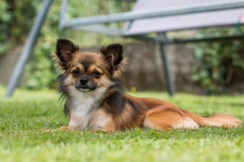 잔디 밭에 엎드려 카메라를 보고 있는 세 가지 색 털의 치와와 (Chihuahua)