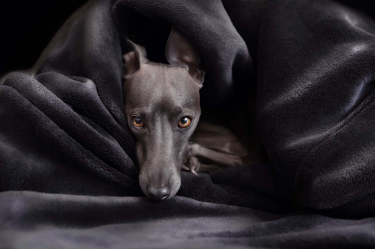 검은색 이불을 속에 들어가 있는 검은색 이탈리안 그레이하운드(Italian Greyhound)