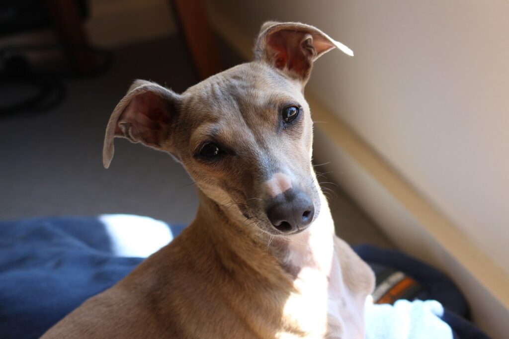 파란색 이불 위에 앉아 카메라를 응시하고 있는 갈색의 이탈리안 그레이하운드(Italian Greyhound)