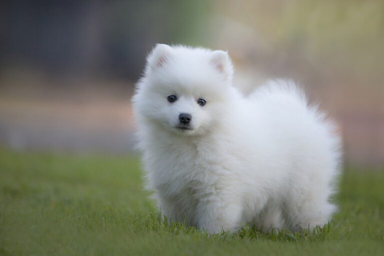 녹색 잔디에 정면을 보고 서 있는 흰색 털을 가진 재퍼니스 스피츠(Japanese Spitz)