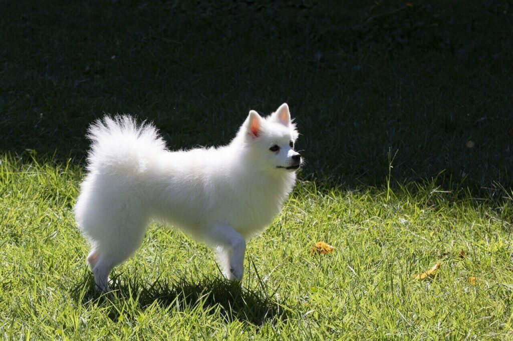 녹색 잔디밭에 서 있는 흰색 재퍼니스 스피츠(Japanese Spitz)의 옆모습