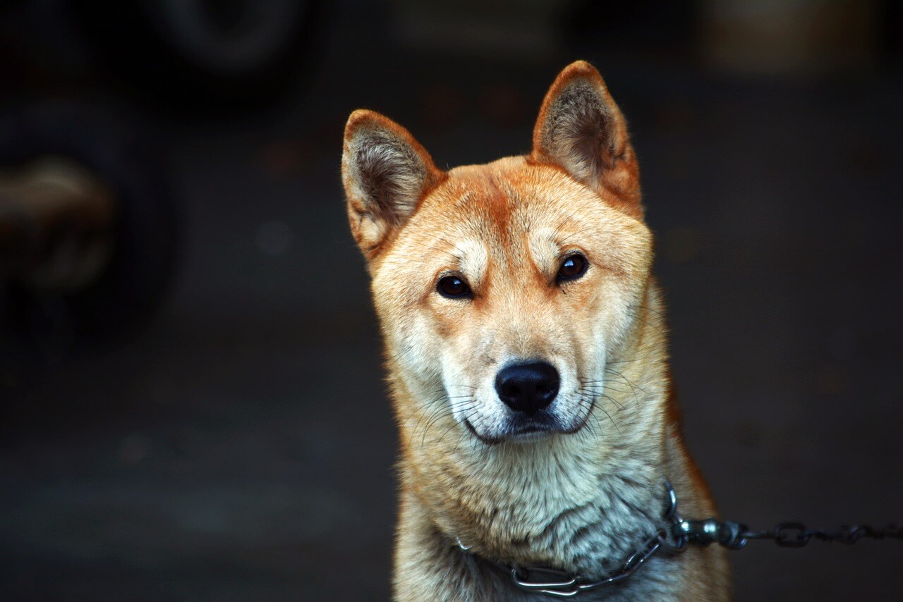 정면을 바라보고 있는 황색의 진돗개 (Jindo dog)