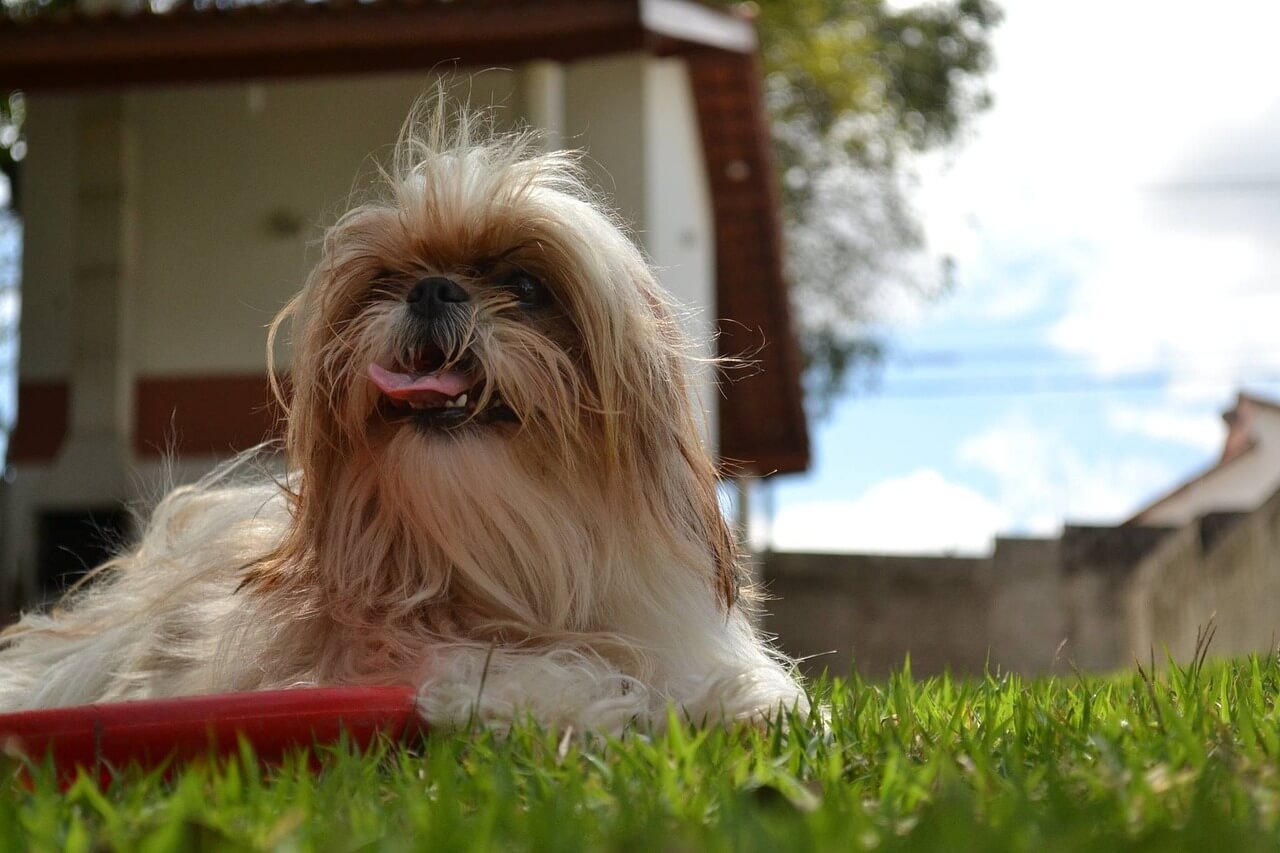 집 앞 잔디밭에 엎드려 혀를 내밀고 옆을 바라보고 있는 시츄(Shih Tzu)