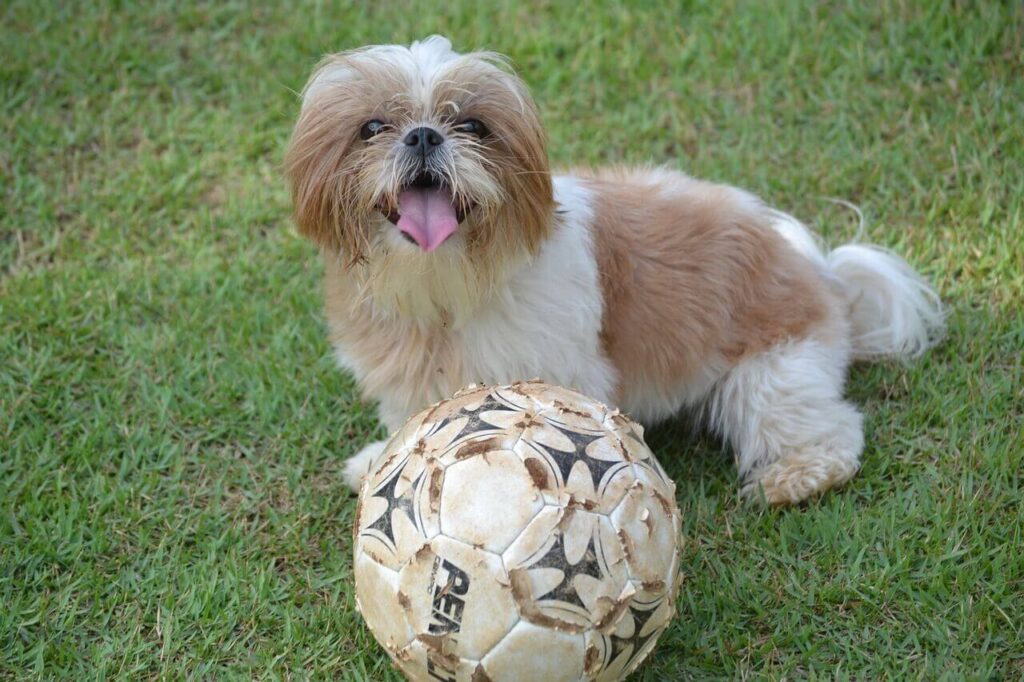잔디밭에서 흰색 축구공 뒤에 앉아 혀를 내밀고 웃고 있는 시츄(Shih Tzu)