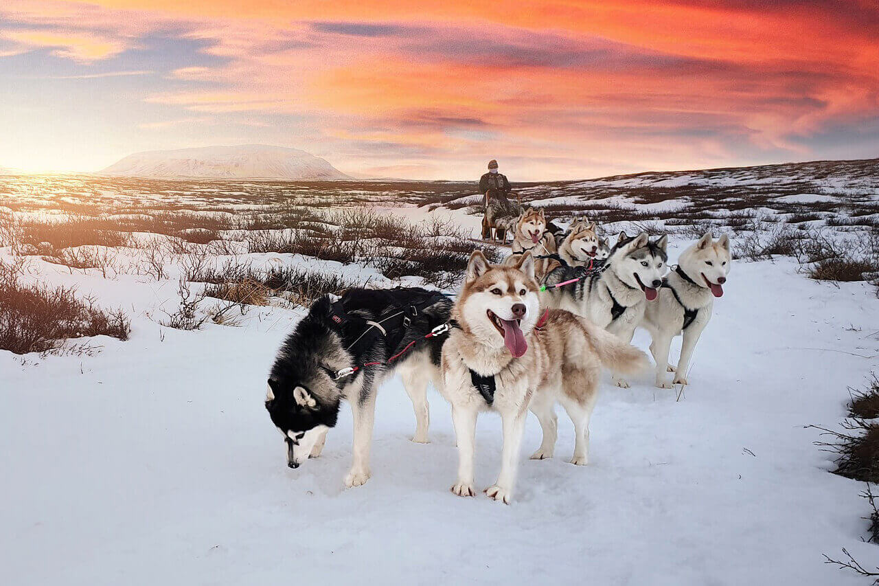 눈 밭에서 사람을 태운 썰매를 끌고 있는 여러 마리의 시베리안 허스키(Siberian Husky)