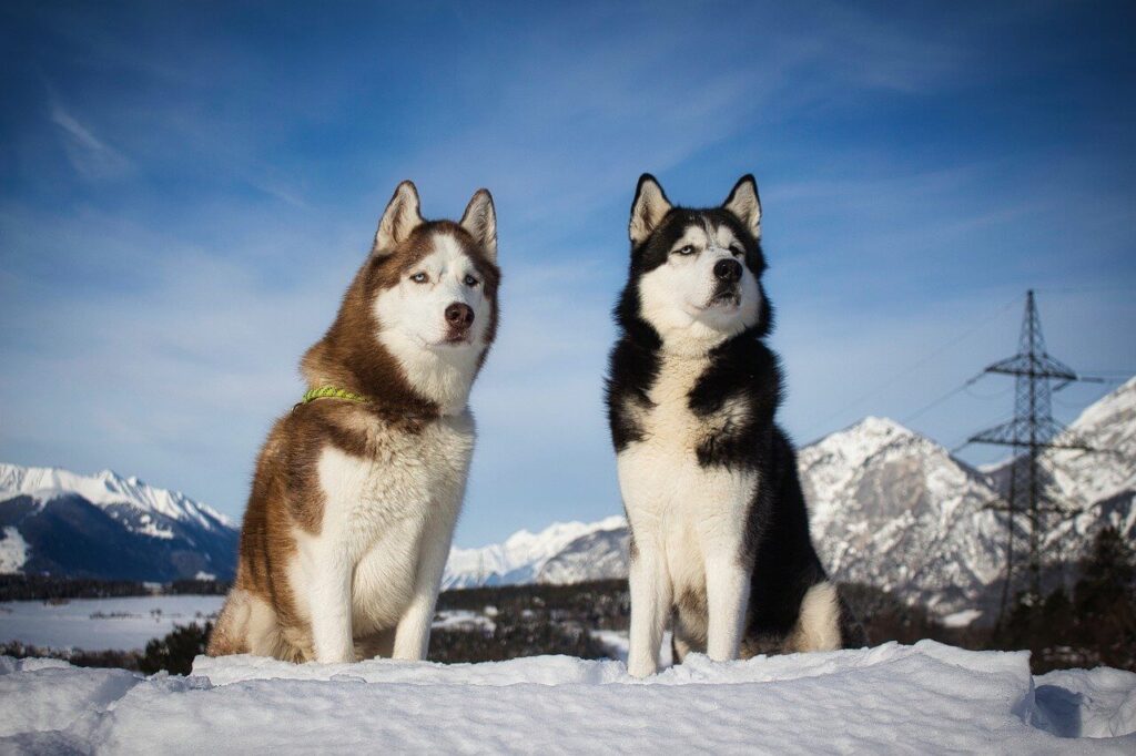 눈 밭에 앉아 한곳을 응시하고 있는 시베리안 허스키(Siberian Husky) 두 마리