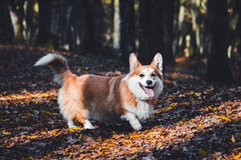 숲속 가을 낙엽 위에 혀를 내밀고 서 있는 노란색 웰시 코기(Welsh Corgi)