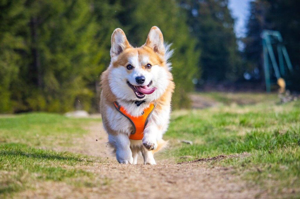 잔디밭 길에서 정면으로 달려오고 있는 노란색과 흰색 털이 섞인 웰시 코기(Welsh Corgi)