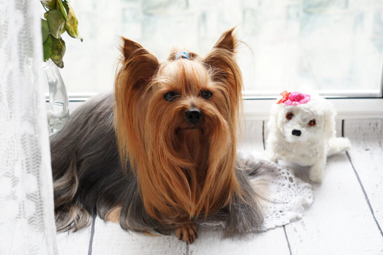 창문 앞 흰색 강아지 인형 옆에 엎드려 있는 긴 털을 가진 요크셔 테리어(Yorkshire Terrier)