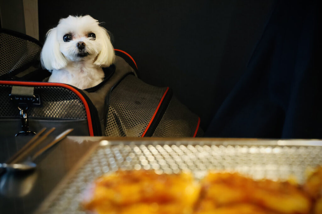 샘토 명물 닭갈비 의자 위에 놓인 강아지 케이지 안에서 머리를 내밀고 은색 철판 위에 있는 붉은색 양념 닭갈비를 바라보고 있는 흰색 말티즈