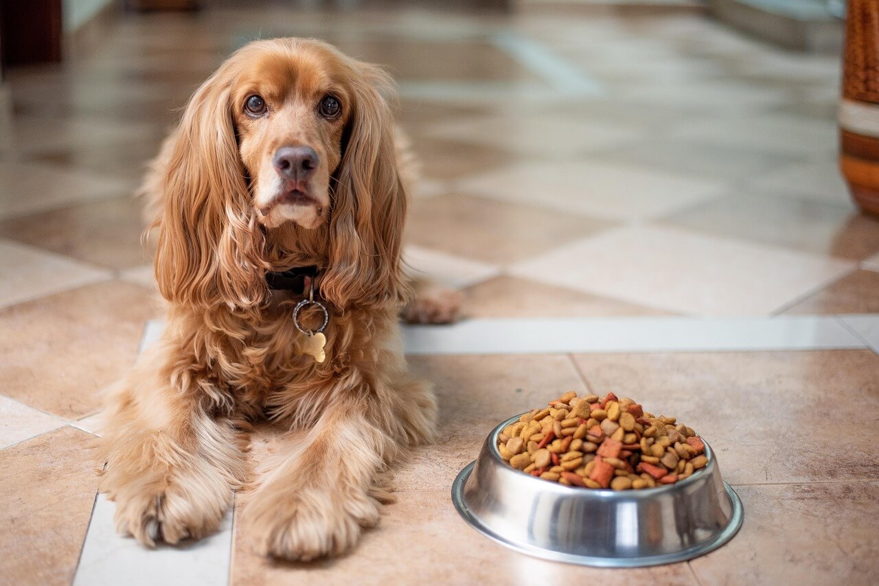 Dog-food_02 갈색의 긴 털을 가진 강아지가 거실 바닥에 엎드려 정면을 응시하고 있고 그 강아지 오른쪽 옆에는 강아지 사료가 가득 담긴 그릇