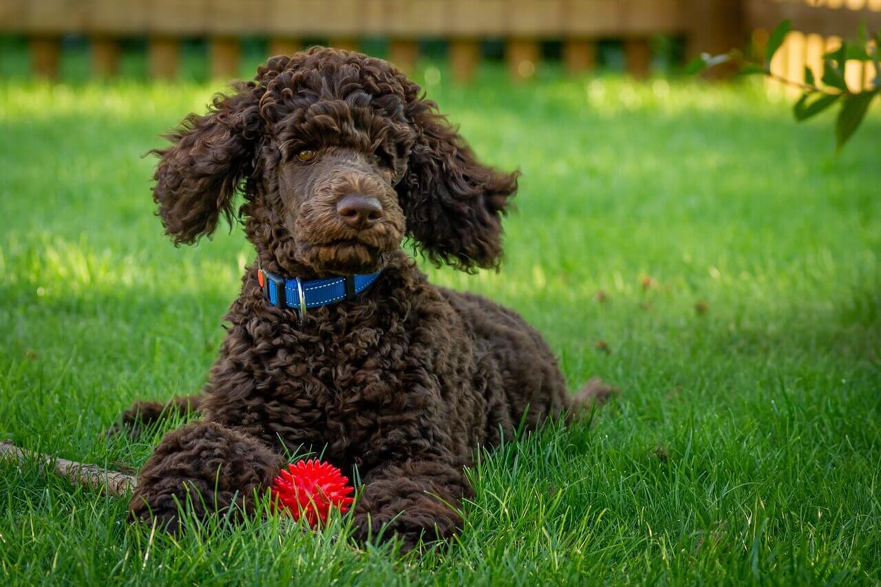 Poodle-02 잔디 위에 빨간색 공을 두고 엎드려 정면을 응시하고 있는 검은색 털을 가진 푸들